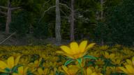 3D Flower_Field Landscape // 1920x1080 // 4.0MB